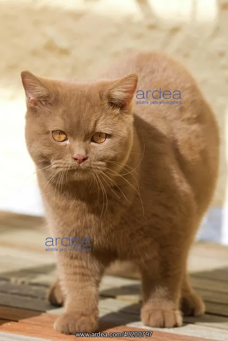 : British short hair cat (Felis catus), cinnamon : British short hair cat (Felis catus), cinnamon