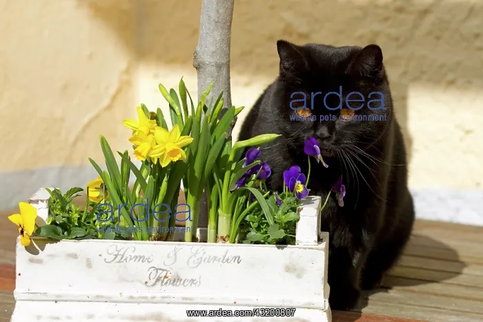 : British short hair cat (Felis catus) with daffodils : British short hair cat (Felis catus) with daffodils