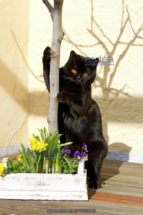 : British short hair cat (Felis catus) with daffodils : British short hair cat (Felis catus) with daffodils