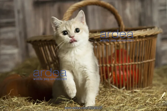 : British Short Hair cat in the straw in a barn : British Short Hair cat in the straw in a barn