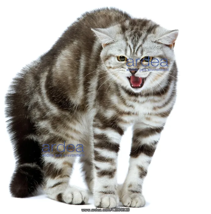 : British Short Hair Silver Spotted cat : British Short Hair Silver Spotted cat