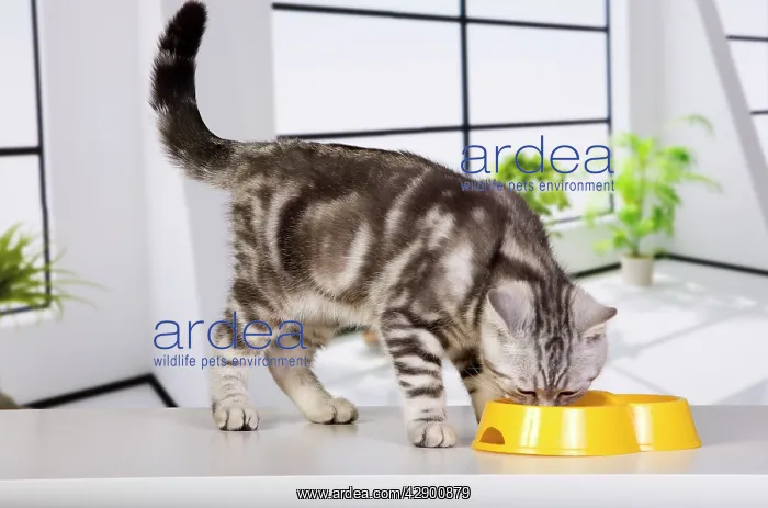 : British Short Hair Silver Spotted cat feeding from bowl : British Short Hair Silver Spotted cat feeding from bowl