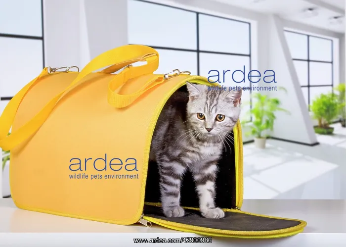  : British Short Hair Silver Spotted in travel carrier