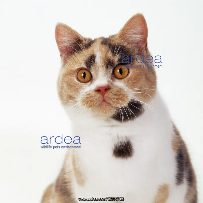: British Shorthair Cat : British Shorthair Cat