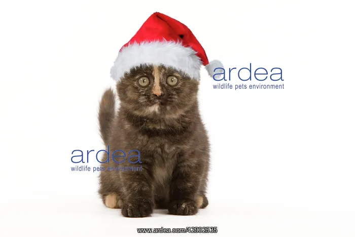 : British Shorthair Cat - 8 week old kitten in Christmas hat : British Shorthair Cat - 8 week old kitten in Christmas hat