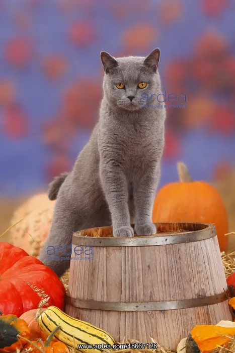 : British shorthair cat, blue, male, Carthusian, BKH, pumpkins : British shorthair cat, blue, male, Carthusian, BKH, pumpkins