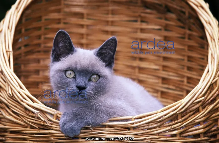 : British Shorthair Cat / Blue Point - Kitten in basket : British Shorthair Cat / Blue Point - Kitten in basket