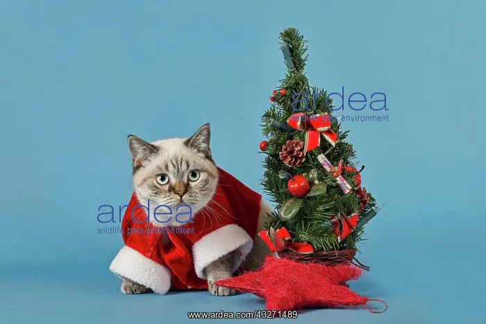 : British Shorthair cat in christmas costume with : British Shorthair cat in christmas costume with