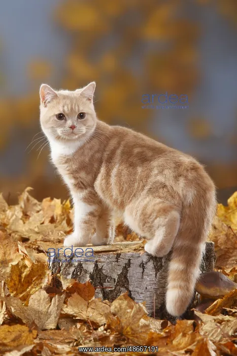  : British shorthair cat, cream-white, 5 months, BKH