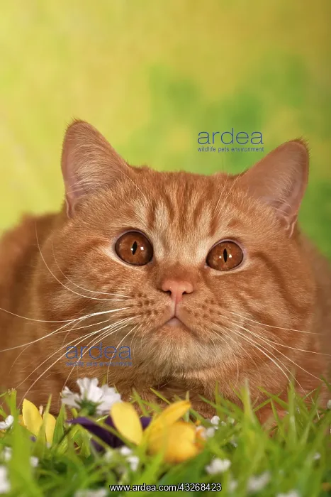 : British Shorthair cat, ginger tom cat, portrait : British Shorthair cat, ginger tom cat, portrait