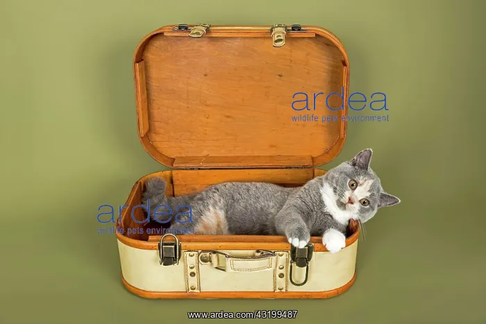 : British Shorthair cat, kitten, 18 weeks, coat colour : British Shorthair cat, kitten, 18 weeks, coat colour