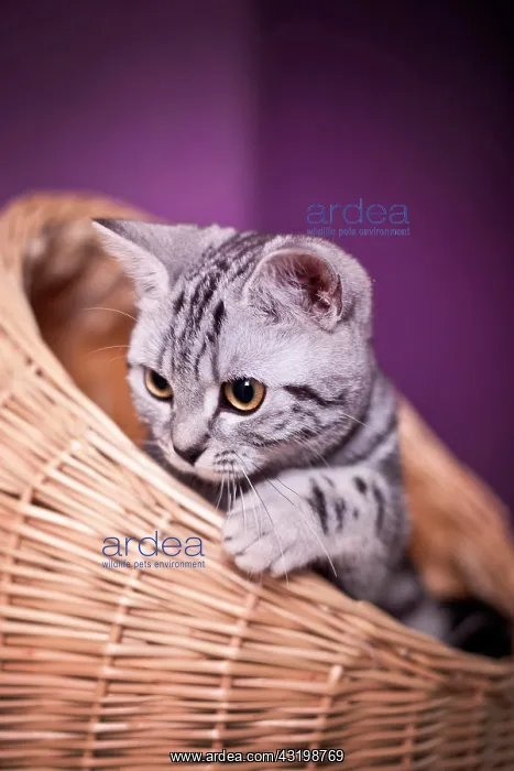 : British Shorthair cat, kitten, black silver tabby : British Shorthair cat, kitten, black silver tabby