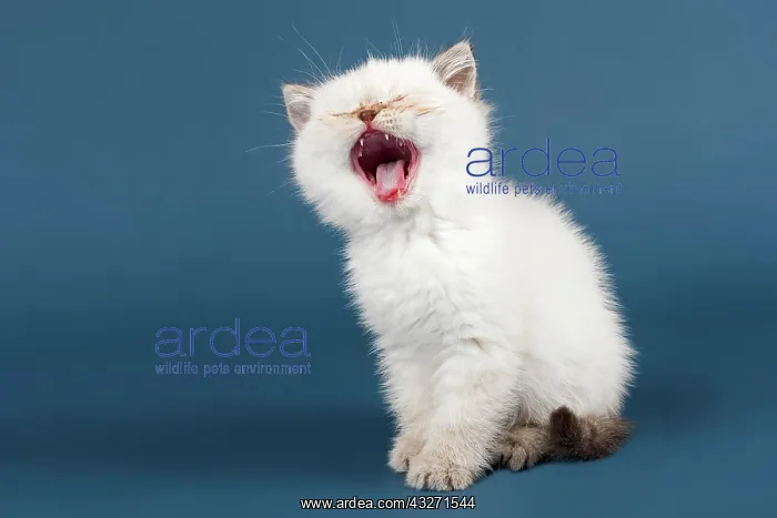 : British shorthair cat, kitten meows, white Britisch : British shorthair cat, kitten meows, white Britisch