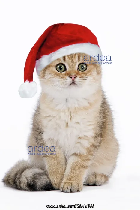 : British Shorthair Cat - kitten wearing Christmas hat : British Shorthair Cat - kitten wearing Christmas hat