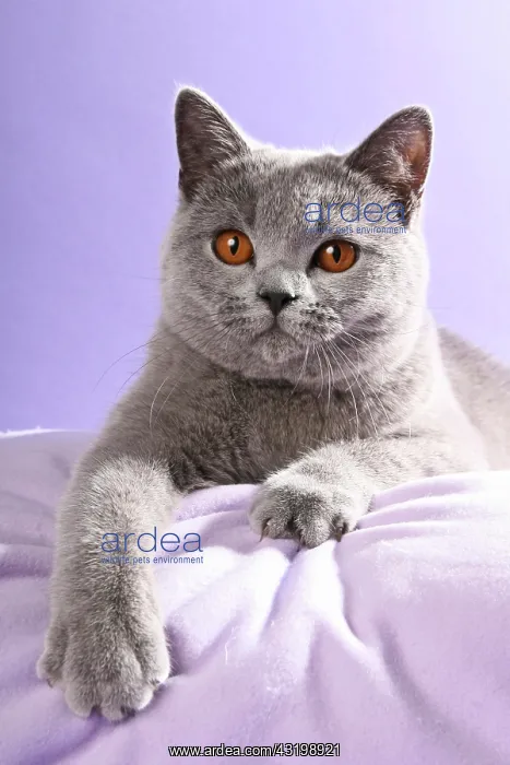 : British Shorthair cat, lying : British Shorthair cat, lying