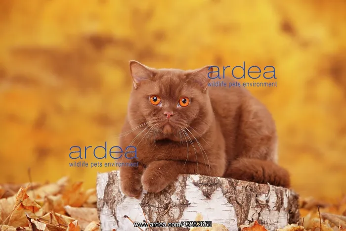 : British Shorthair cat, male, cinnamon, lying on : British Shorthair cat, male, cinnamon, lying on