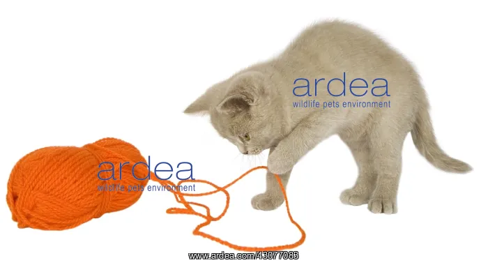 : British shorthair cat playing with a ball of wool : British shorthair cat playing with a ball of wool