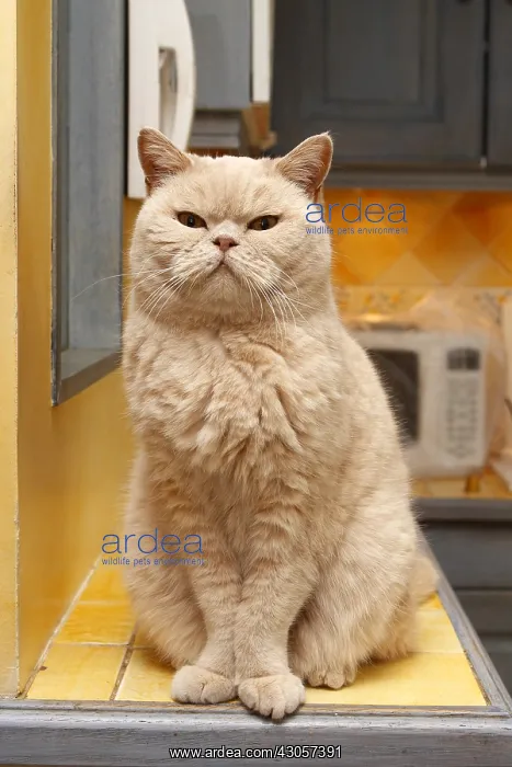 : British Shorthair Cat sitting in the kitchen : British Shorthair Cat sitting in the kitchen