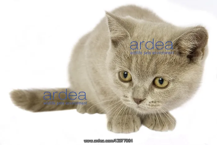: British shorthair cat studio : British shorthair cat studio