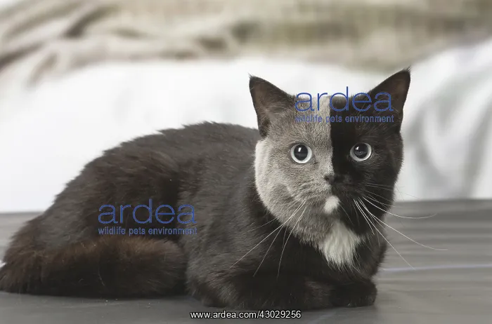 : British shorthair cat with two tone face indoors : British shorthair cat with two tone face indoors