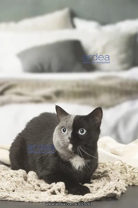: British shorthair cat with two tone face indoors : British shorthair cat with two tone face indoors