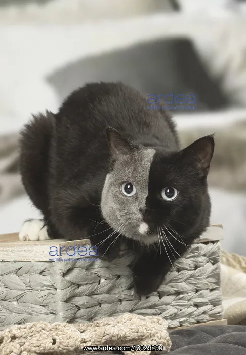 : British shorthair cat with two tone face indoors : British shorthair cat with two tone face indoors
