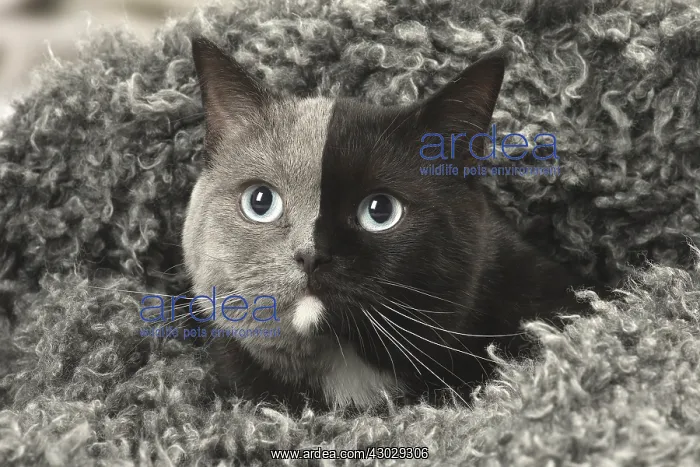 : British shorthair cat with two tone face indoors : British shorthair cat with two tone face indoors