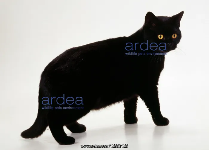 : BRITISH SHORTHAIR CAT - side view : BRITISH SHORTHAIR CAT - side view
