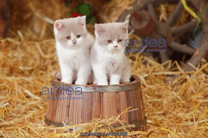 : British shorthair cats, two kittens, 10 weeks, lilac-white : British shorthair cats, two kittens, 10 weeks, lilac-white