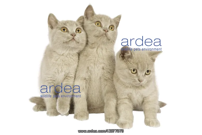 : British shorthair cats in the studio : British shorthair cats in the studio