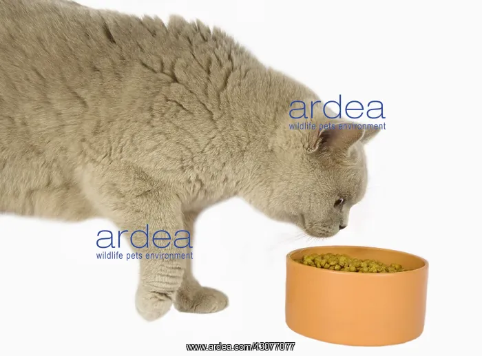  : British shorthair eating croquettes