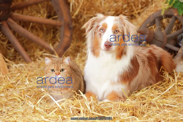 : British Shorthair, female, and Australian Shepherd : British Shorthair, female, and Australian Shepherd