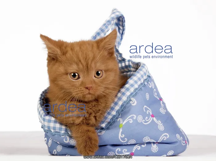 : British Shorthair itten getting out of a blue cloth : British Shorthair itten getting out of a blue cloth