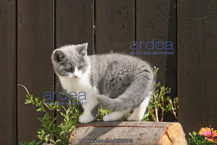 : British shorthair kitten, 10 weeks old, standing : British shorthair kitten, 10 weeks old, standing