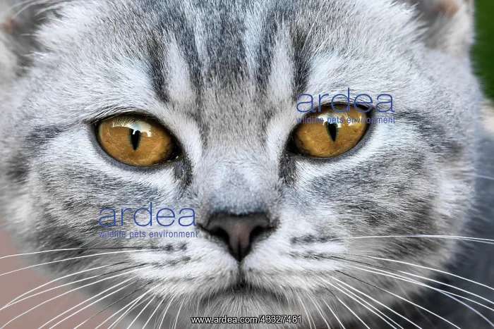 : British shorthair kitten, Alsace, France : British shorthair kitten, Alsace, France