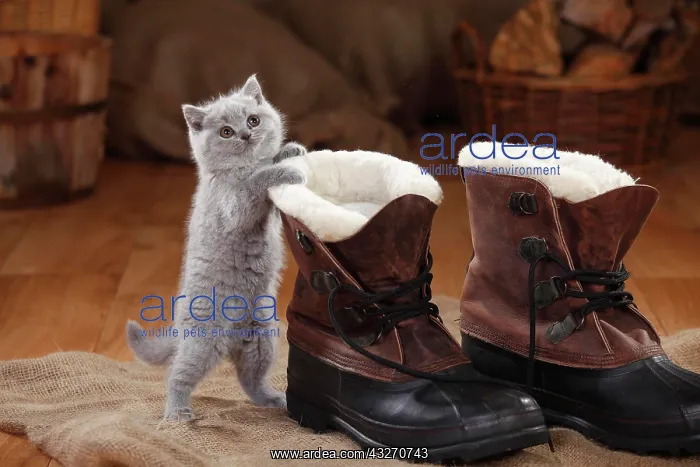 : British Shorthair, kitten, blue, 8 weeks, standing : British Shorthair, kitten, blue, 8 weeks, standing