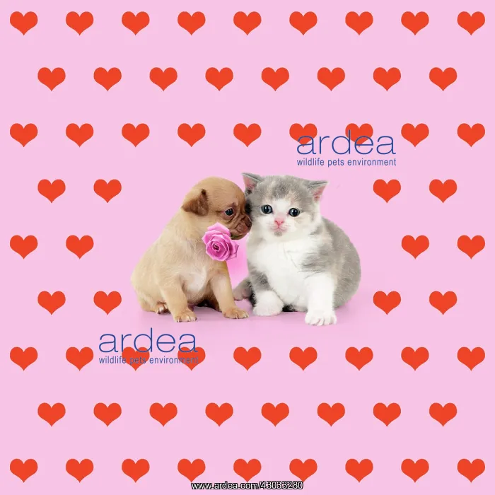 : British shorthair kitten sitting with chihuahua : British shorthair kitten sitting with chihuahua