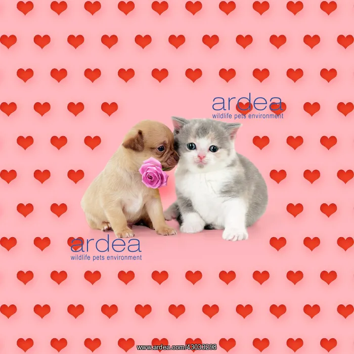 : British shorthair kitten sitting with chihuahua : British shorthair kitten sitting with chihuahua