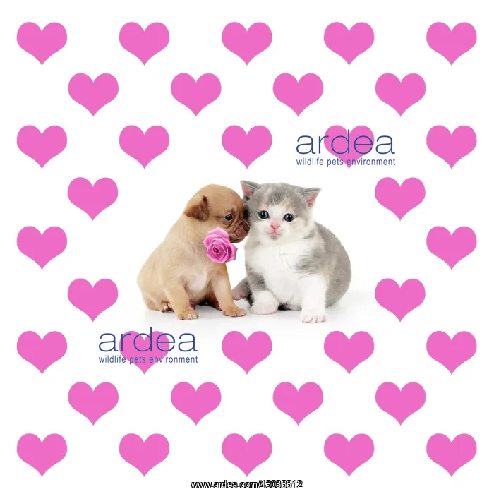 : British shorthair kitten sitting with chihuahua : British shorthair kitten sitting with chihuahua