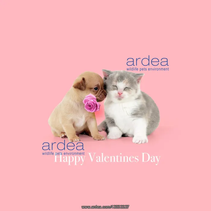 : British shorthair kitten sitting with chihuahua : British shorthair kitten sitting with chihuahua