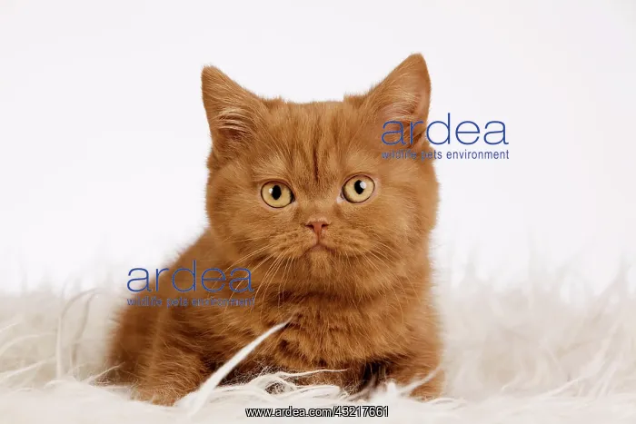 : British Shorthair kitten sitting on a shag : British Shorthair kitten sitting on a shag