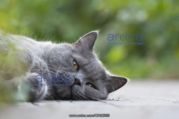  : British Shorthair, Male, Lying, Pet portrait, Hesse