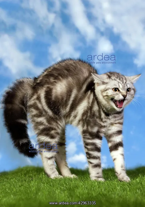  : British Shorthair Silver Tabby Cat