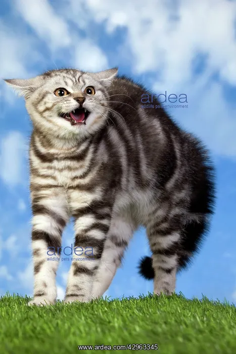  : British Shorthair Silver Tabby Cat