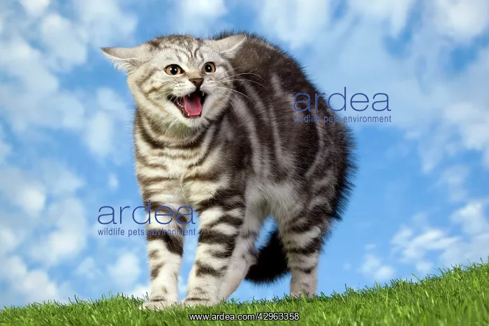  : British Shorthair Silver Tabby Cat