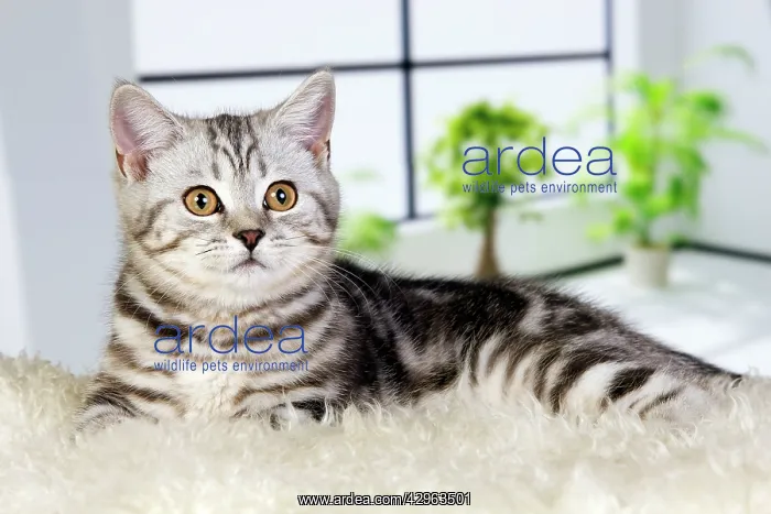  : British Shorthair Silver Tabby Cat