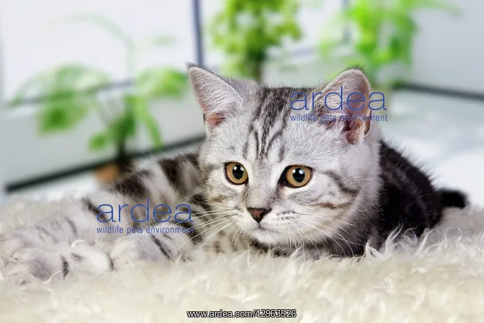  : British Shorthair Silver Tabby Cat