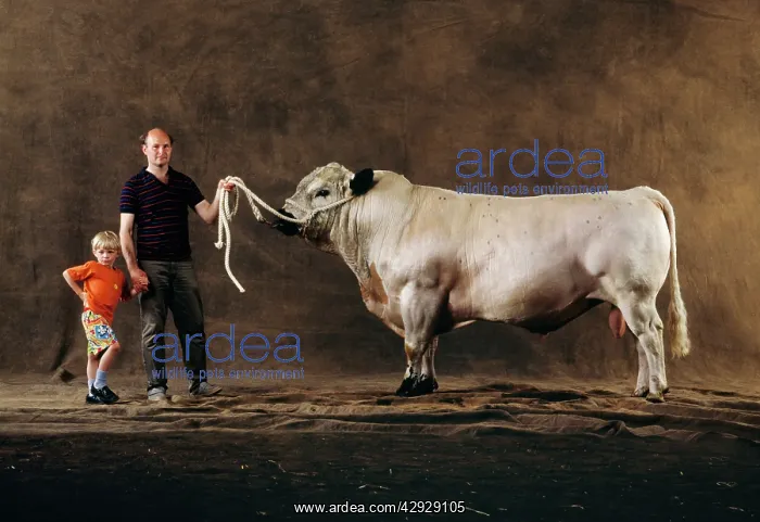  : British White Cattle - bull