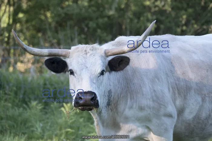 : British White cattle cow - Norfolk UK : British White cattle cow - Norfolk UK