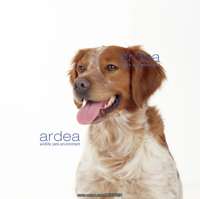  : BRITTANY DOG - Close up head